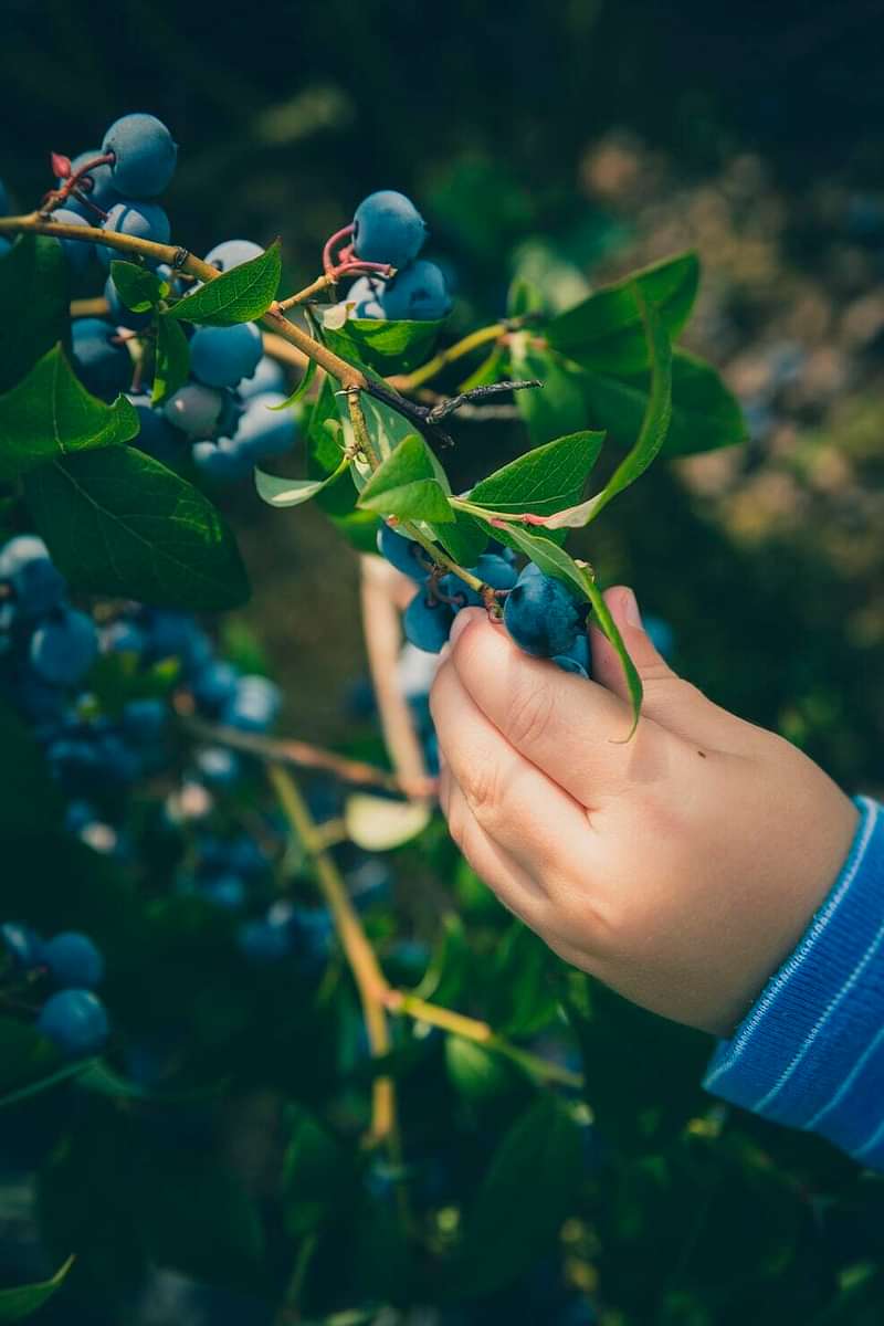 A child's hands pick blueberries from a plant.