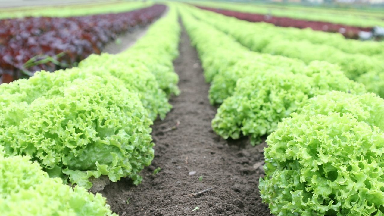 A field of green lettuce