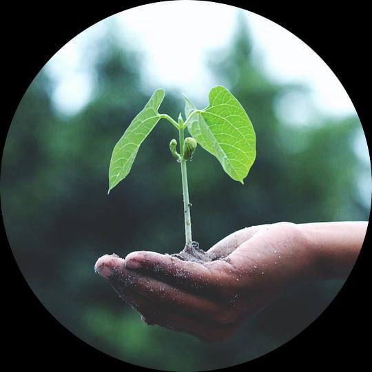 A plant sprout is held in a child's hand, growing up from a handful of soil.