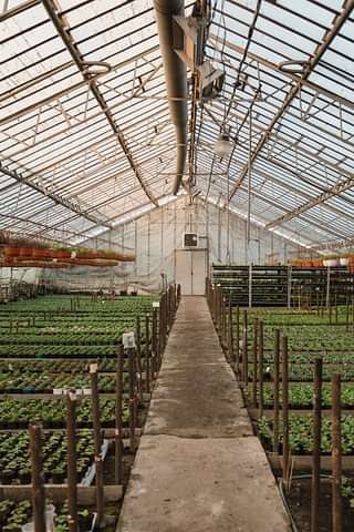 Long aisle view of the inside of a greenhouse