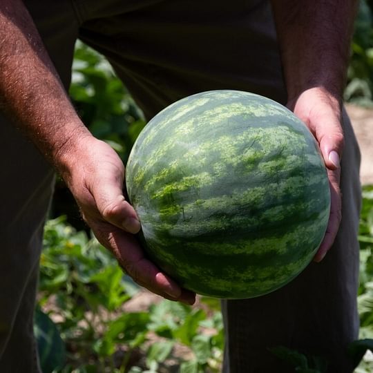 A fresh watermelon is held in a field